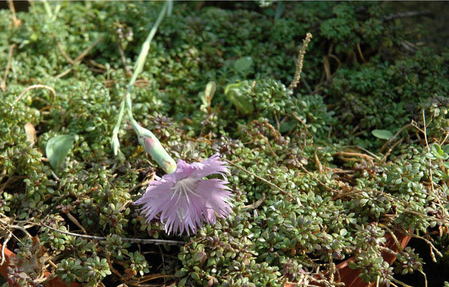 Hornungia alpina + Dianthus gallicus photo